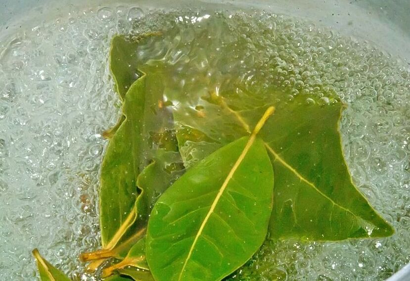 Eine Abkochung von Lorbeerblättern